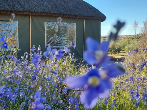 De Pakhuys - Glamping Tent Janfrederik - Photo 1