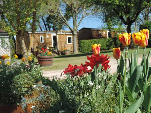 Camping du PIGEONNIER - COTTAGE TRIGANO BARDAGE BOIS (2 or 3 bedrooms ) 25 m2 + wooden terrace and pergola, ( 9 m2 covered ). - Photo 2