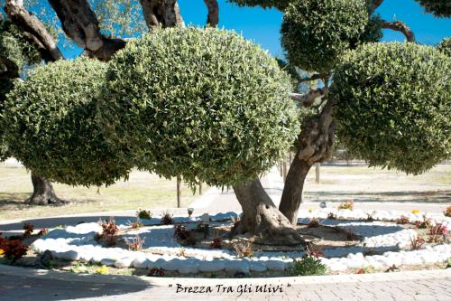 Brezza Tra Gli Ulivi