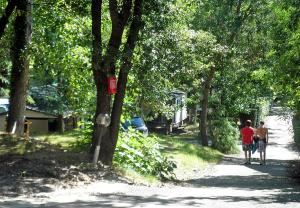 Image of Flower CAMPING LES FAUVETTES