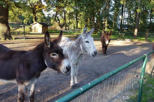 Camping De Schuur