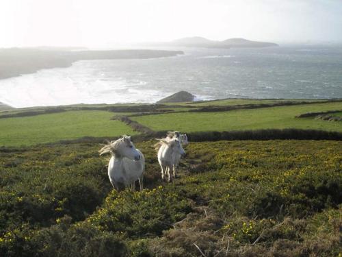 Garn Isaf B&B